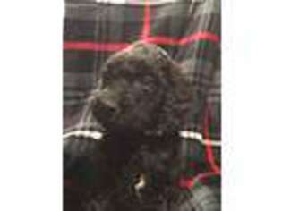 Goldendoodle Puppy for sale in Worcester, NY, USA