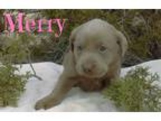 Labrador Retriever Puppy for sale in Rio Rancho, NM, USA