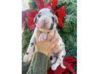 Great Dane Puppy for sale in Moultrie, GA, USA