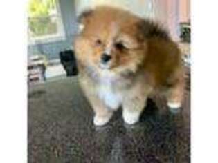 Pomeranian Puppy for sale in Avon Park, FL, USA