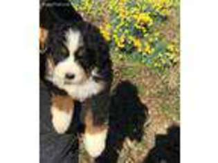 Bernese Mountain Dog Puppy for sale in Boaz, KY, USA