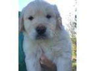 Golden Retriever Puppy for sale in Somerset, KY, USA