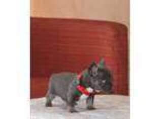 French Bulldog Puppy for sale in Lithonia, GA, USA