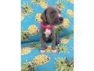 Great Dane Puppy for sale in Cocoa, FL, USA