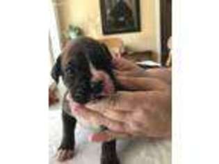 Boxer Puppy for sale in Chesterfield, SC, USA
