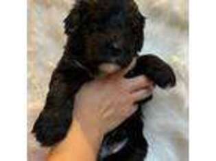 Goldendoodle Puppy for sale in West Sacramento, CA, USA