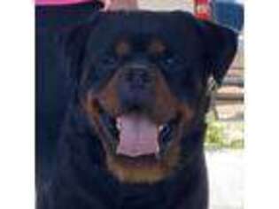 Rottweiler Puppy for sale in North Las Vegas, NV, USA