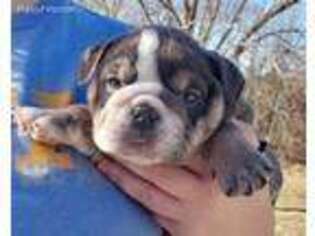Bulldog Puppy for sale in Clinton, MO, USA
