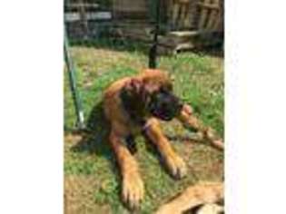 Mastiff Puppy for sale in Thompsons Station, TN, USA