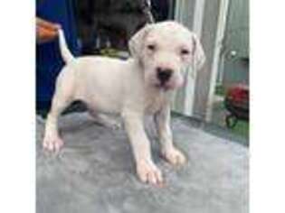Dogo Argentino Puppy for sale in Gardner, KS, USA