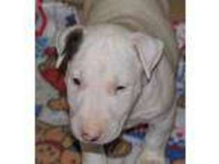 Bull Terrier Puppy for sale in Sunman, IN, USA