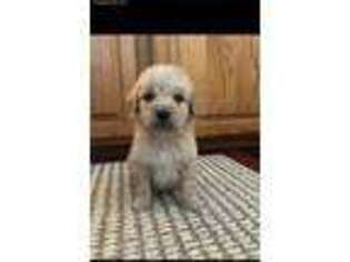 Goldendoodle Puppy for sale in Deer River, MN, USA