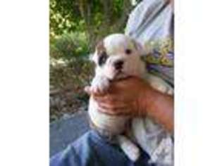 Bulldog Puppy for sale in VANDALIA, IL, USA