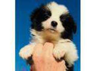 Border Collie Puppy for sale in Greenville, TX, USA