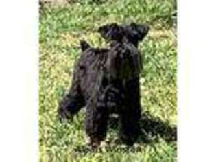 Mutt Puppy for sale in Salem, IN, USA