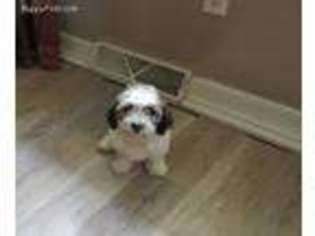 Mutt Puppy for sale in Newberry, IN, USA
