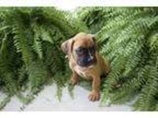 Boxer Puppy for sale in Westminster, SC, USA