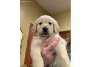Golden Retriever Puppy for sale in Warwick, MD, USA