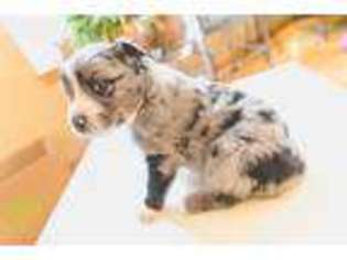 Australian Shepherd Puppy for sale in Monument, CO, USA