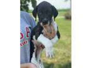 Great Dane Puppy for sale in Plain City, OH, USA