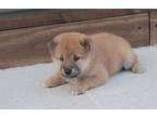 Shiba Inu Puppy for sale in Ontario, CA, USA