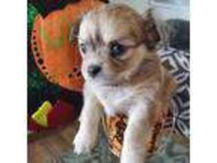 Chihuahua Puppy for sale in Thornton, CO, USA