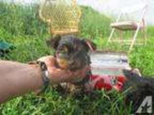 Yorkshire Terrier Puppy for sale in MADISON, WI, USA