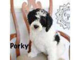 Mutt Puppy for sale in Eaton, CO, USA