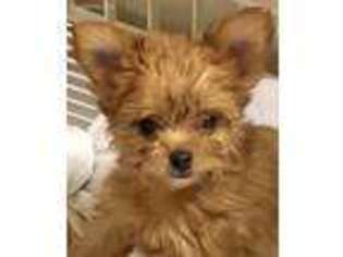 Chorkie Puppy for sale in Northport, AL, USA