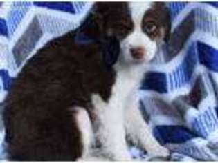 Australian Shepherd Puppy for sale in Denver, PA, USA