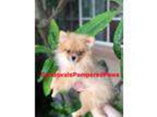 Pomeranian Puppy for sale in Lynwood, CA, USA