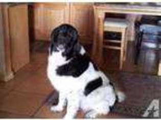 Newfoundland Puppy for sale in SPERRY, OK, USA