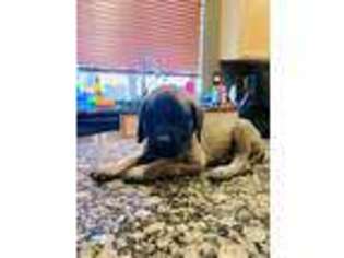 Mastiff Puppy for sale in Tempe, AZ, USA
