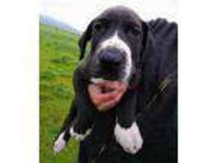 Great Dane Puppy for sale in Harrisburg, OR, USA