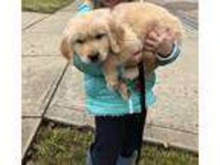 Golden Retriever Puppy for sale in Milford, OH, USA