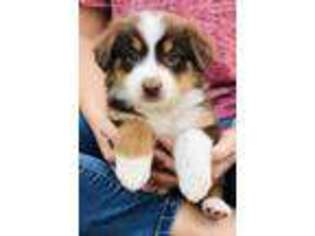 Australian Shepherd Puppy for sale in Clovis, NM, USA