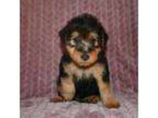 Welsh Terrier Puppy for sale in Draper, VA, USA