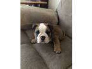 Bulldog Puppy for sale in Spartanburg, SC, USA