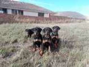 Rottweiler Puppy for sale in Santa Rosa, CA, USA