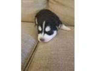 Siberian Husky Puppy for sale in Broken Arrow, OK, USA