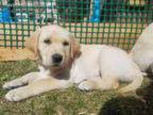 Labrador Retriever Puppy for sale in Harwood Heights, IL, USA