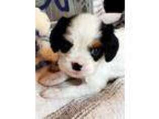 Cavalier King Charles Spaniel Puppy for sale in Doon, IA, USA