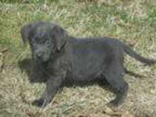 Labrador Retriever Puppy for sale in Indianapolis, IN, USA