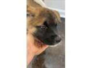 Akita Puppy for sale in Martinsburg, WV, USA
