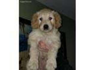 Labradoodle Puppy for sale in Wake Forest, NC, USA