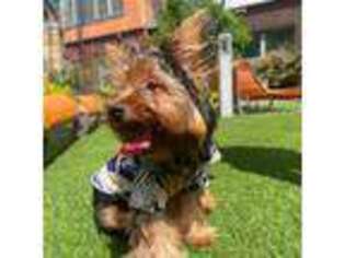 Yorkshire Terrier Puppy for sale in Herndon, VA, USA