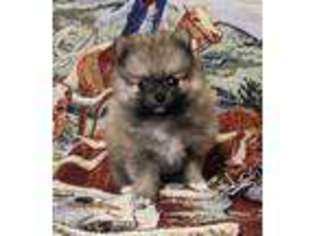 Pomeranian Puppy for sale in Sanderson, TX, USA