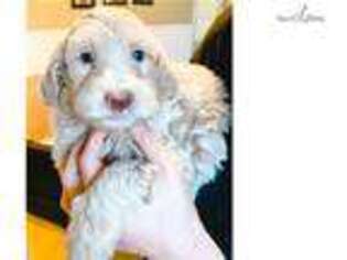 Goldendoodle Puppy for sale in Youngstown, OH, USA