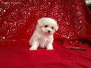 Maltese Puppy for sale in Raleigh, NC, USA