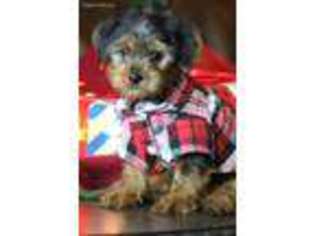Yorkshire Terrier Puppy for sale in Morrilton, AR, USA